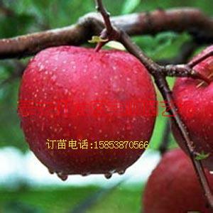 供应红肉苹果新品种——红色之爱  苹果新品种 红肉苹果价格