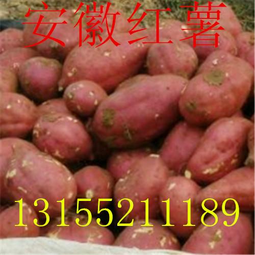 供应商薯19春薯种植基地/商薯19春薯基地批发/商薯19红薯产地
