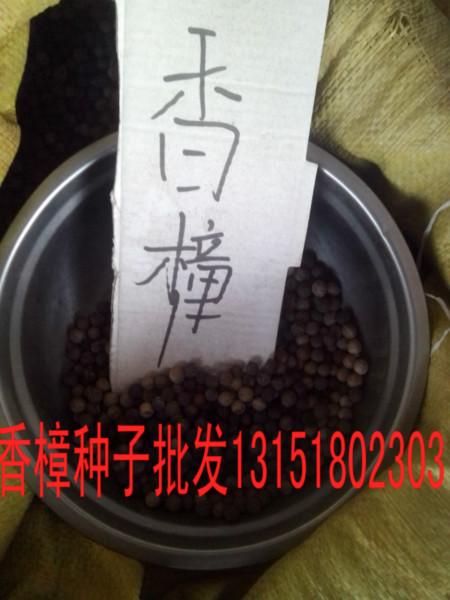 供应江苏香樟树种子苗价格基地，江苏香樟树种子苗价格大量批发