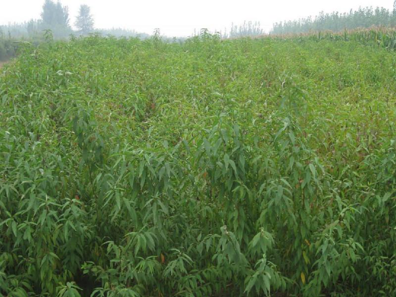 供应用于的宁波1年生新品种水蜜桃苗，奉化新品种水蜜桃苗专业种植
