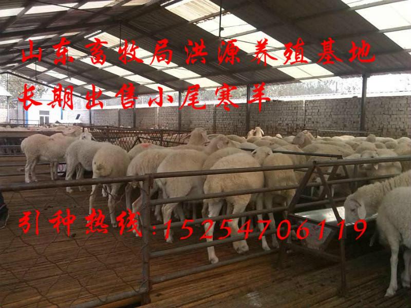 济宁市到哪里买波尔山羊厂家供应到哪里买波尔山羊价格便宜
