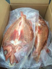 供应进口墨西哥红石斑鱼图片