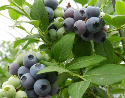 供应正品保活蓝莓苗、品种齐全、量大从优图片
