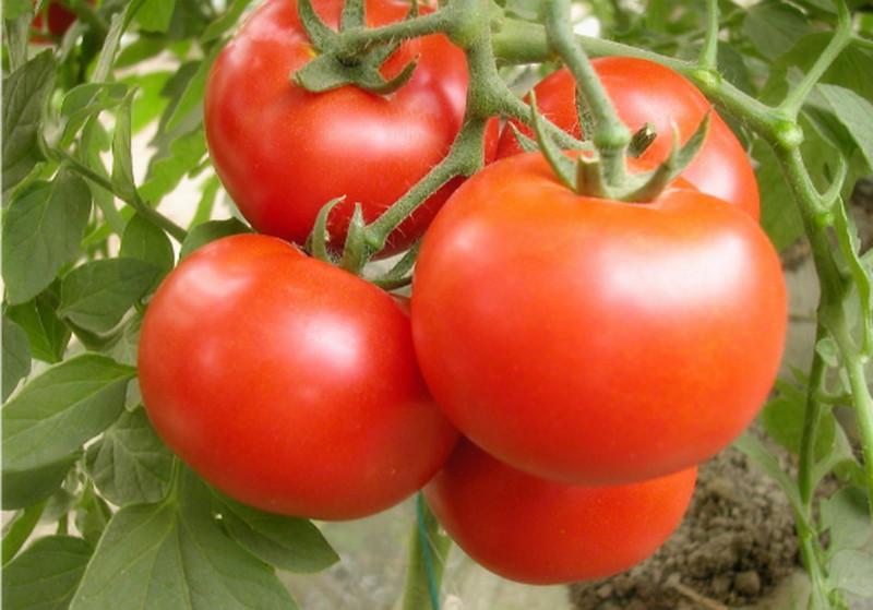 山东西红柿市场批发