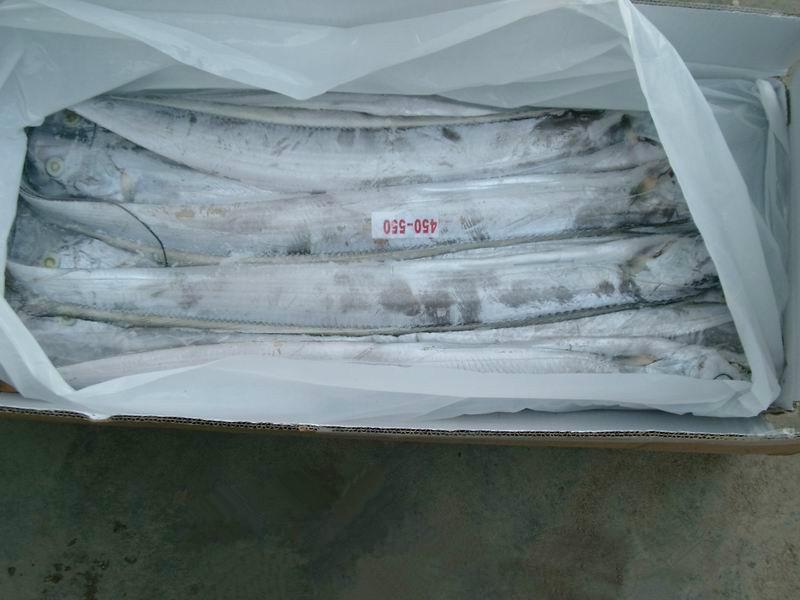 供应冷冻带鱼印度A级450-550冷冻带鱼批发图片