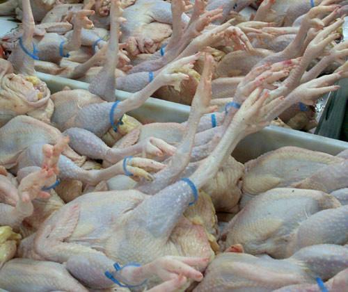供应冷冻鸡爪批发厂家-上海批发鸡副产品-进口鸡腿批发