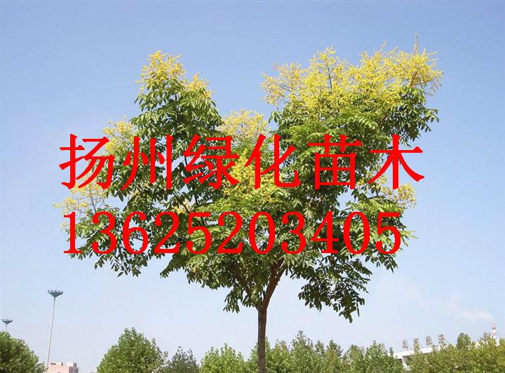 供应扬州榉树批发价格，江苏扬州榉树报价，扬州优质榉树报价价格