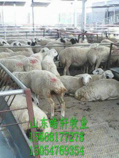 供应肉羊养殖肉羊绵羊价格养羊技术