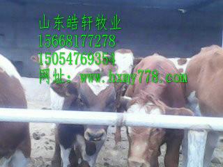 供应淮北市200斤西门塔尔小母牛多少钱