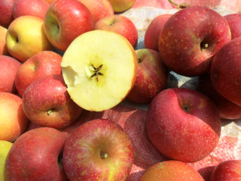 供应用于新鲜水果苹果|云南昭通苹果|丑苹果的云南昭通苹果 青苹果金帅红富士苹