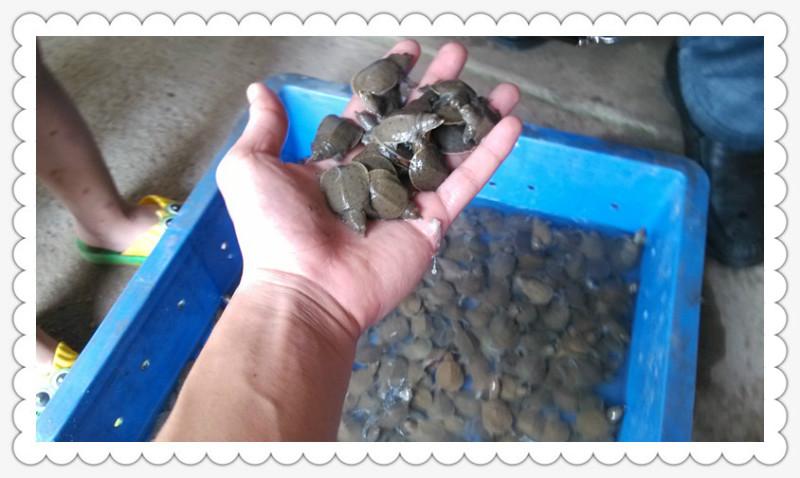湖南岳阳纯种中华鳖甲鱼种苗养殖厂大量出售外塘冷水甲鱼种苗养殖