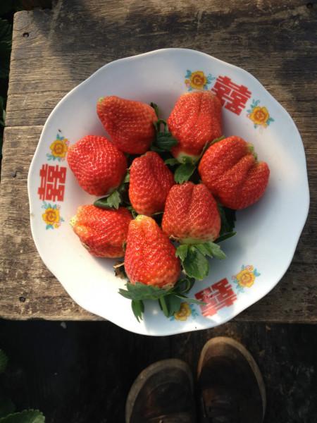 供应山西法兰地草莓苗，山西法兰地草莓苗供应商