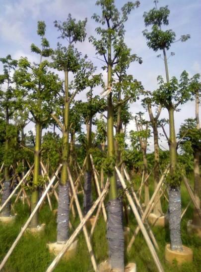 供应广东木棉树，广东木棉树种植基地，广东木棉树价格，哪里有木棉树