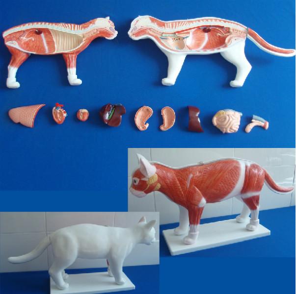 供应猫解剖模型兽医畜牧教学