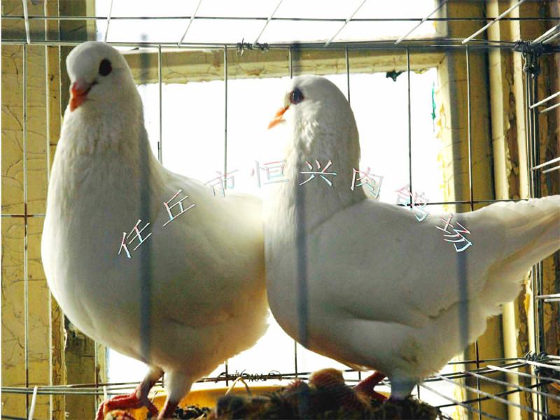 养殖白王种鸽销售乳鸽食槽鸽笼鸽粮批发