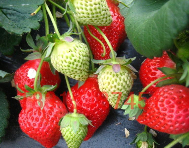 供应草莓苗种植技术，大力推广草莓苗种植技术，批发草莓苗种植技术
