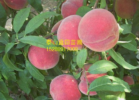 供应映霜红桃高产高效栽培技术