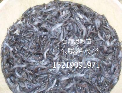 广州市泥鳅鱼苗厂家供应泥鳅鱼苗，求购泥鳅鱼苗，泥鳅鱼苗出售