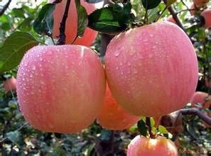 供应苹果树苗木供应，哪里有苹果树苗木批发，苹果树苗木供应商