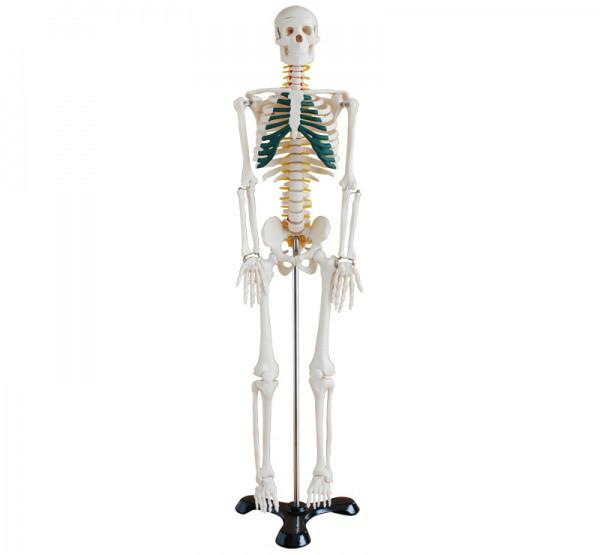人体骨骼带神经模型85cm批发