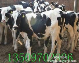忻州市肉牛奶牛厂家售肉牛奶牛