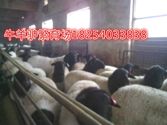 供应黑龙江齐齐哈尔杜泊羊最新价格最大杜泊养殖基地