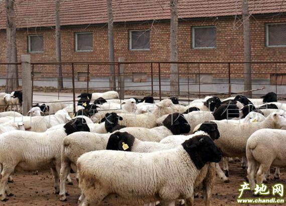 杜泊羊养殖基地批发