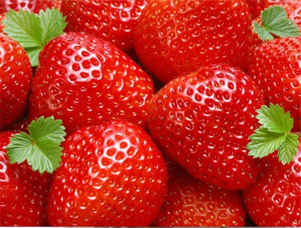邳州哪家的草莓最便宜批发