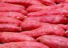供应山东红薯批发市场，山东红薯批发基地，红薯价格