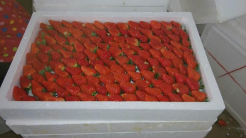 供应杭州建德奶油草莓