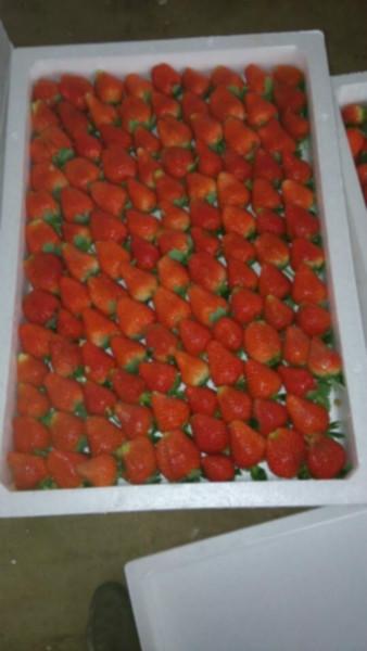 供应杭州建德新鲜草莓草莓苗