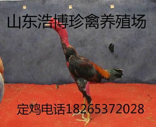 供应贵州哪里有卖纯种越南鬼子斗鸡的
