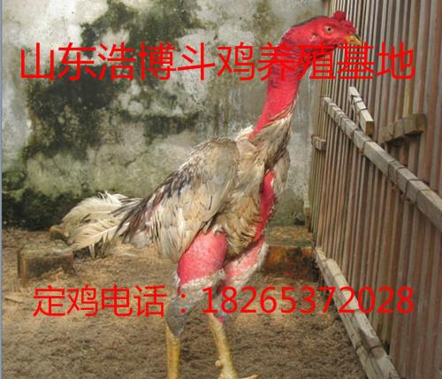 河南斗鸡养殖场越南斗鸡比赛批发