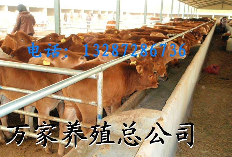 供应牛苗价格鲁西黄牛小牛苗价格2-3个月的小牛苗多少钱