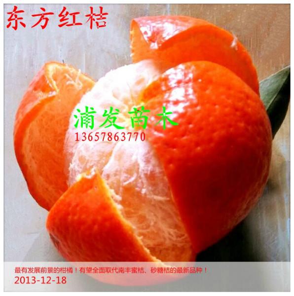 桂林东方红橘图片