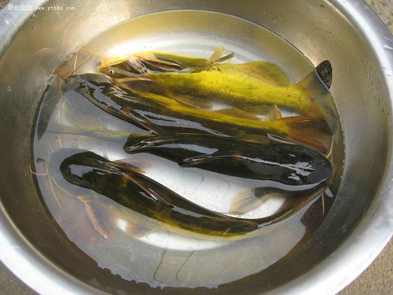 供应用于水产养殖的南京黄骨鱼养殖技术，供应淡水白鯧，生鱼