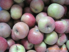 供应苹果苗种植供应，陕西苹果苗种植供应商，陕西苹果苗批发供应商