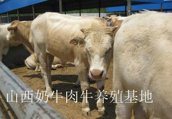 供应肉牛养殖场/山西奶牛肉牛养殖