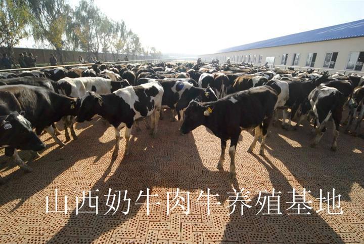 供应高产优质奶牛/哪里有高产优质奶牛/山西奶牛肉牛养殖基地