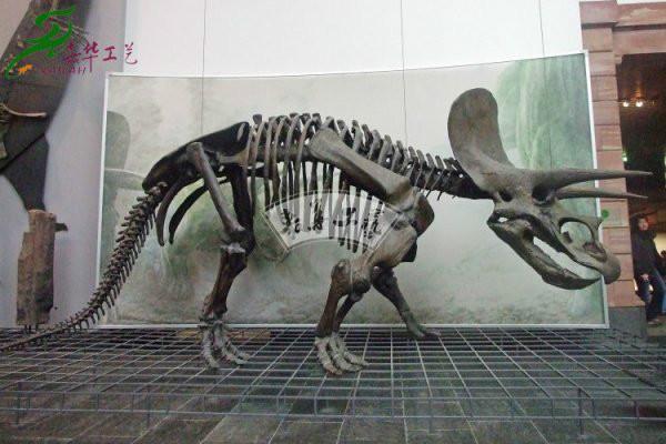 供应恐龙骨架标本l恐龙化石l电影道具图片