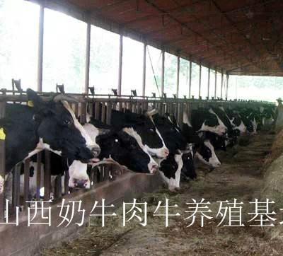 供应阳泉奶牛价格/阳泉哪里有卖奶牛的