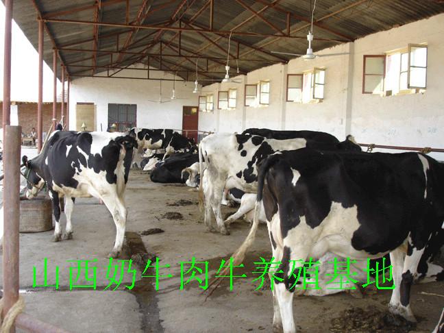 供应奶牛成本/养奶牛成本/奶牛成本和利润