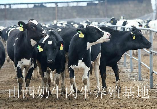 供应高产荷斯坦奶牛/荷斯坦挤奶牛/荷斯坦怀胎奶牛