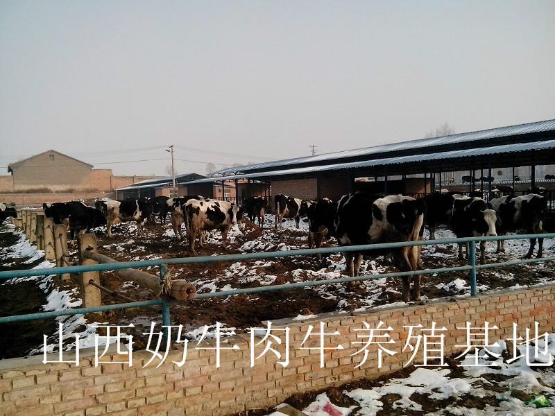 供应全国奶牛养殖基地/奶牛效益/奶牛好养吗图片