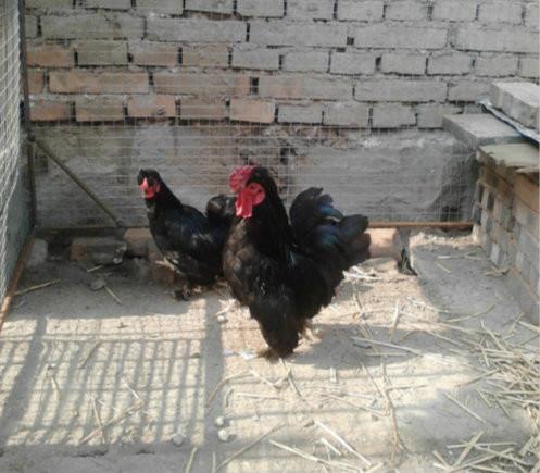 供应山东欣馨珍禽养殖常年出售元宝鸡
