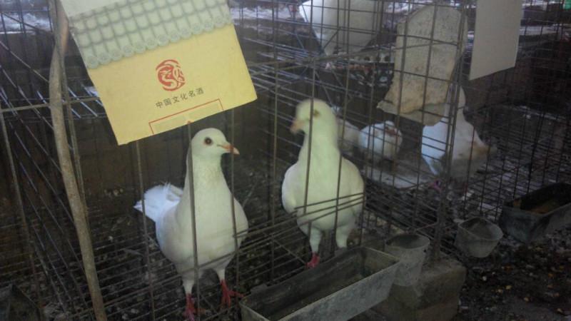肉鸽养殖批发