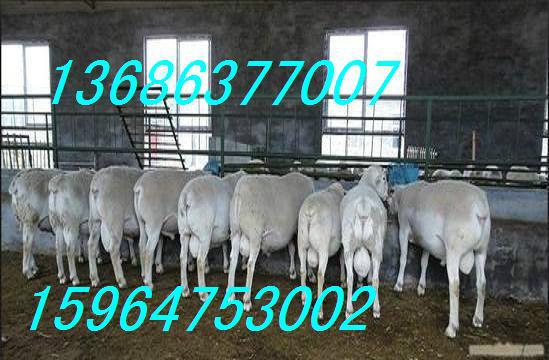 供应陕西杜泊羊养殖基地云南杜泊羊市场价格贵州杜泊羊养殖场
