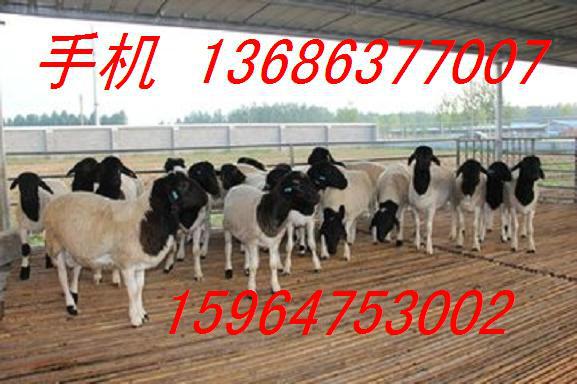 供应陕西杜泊羊养殖基地云南杜泊羊市场价格贵州杜泊羊养殖场