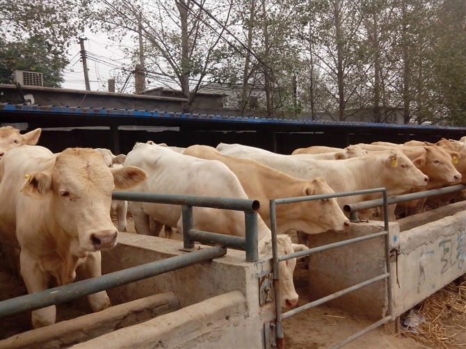 纯种夏洛莱牛种母牛的最新价格批发