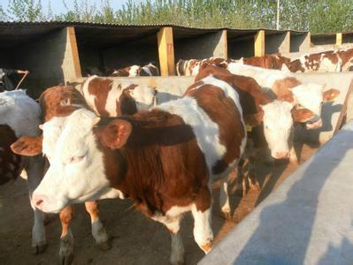 供应牛的品种哪个销量最好  浙江改良繁殖牛肉牛小牛咋卖的图片